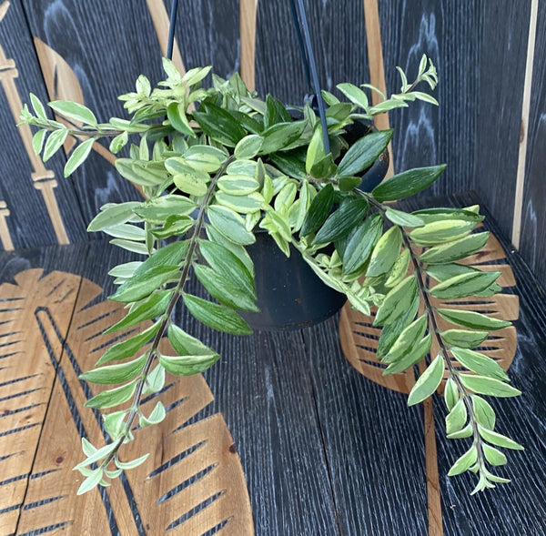 Aeschynanthus lobbianus variegat (Lipstick plant) - exemplare XL