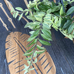 Aeschynanthus lobbianus variegat (Lipstick plant) - exemplare XL