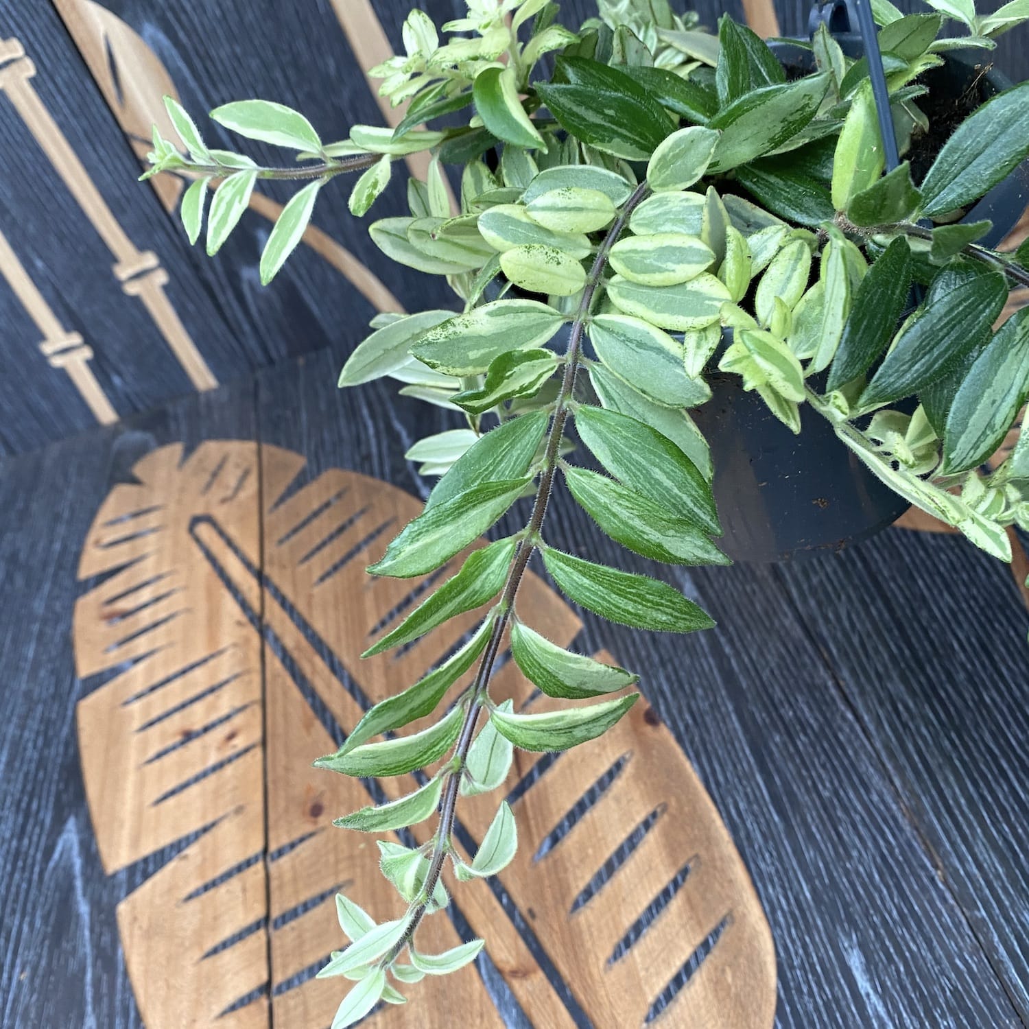 Aeschynanthus lobbianus variegat (Lipstick plant) - exemplare XL
