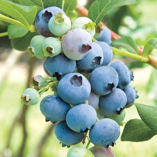 Blueberry Vaccinium corymbosum 'Bluecrop'