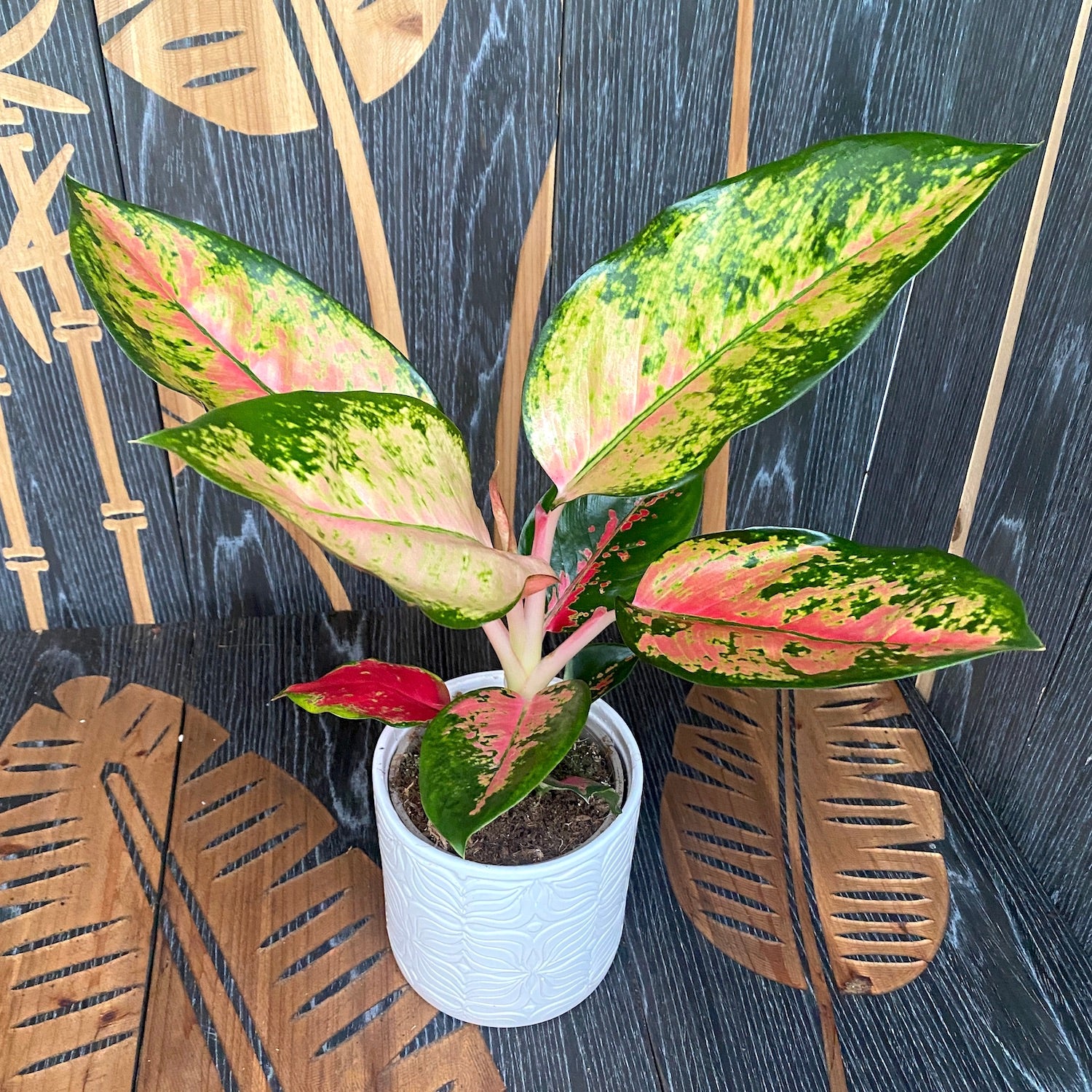 Aglaonema Splash