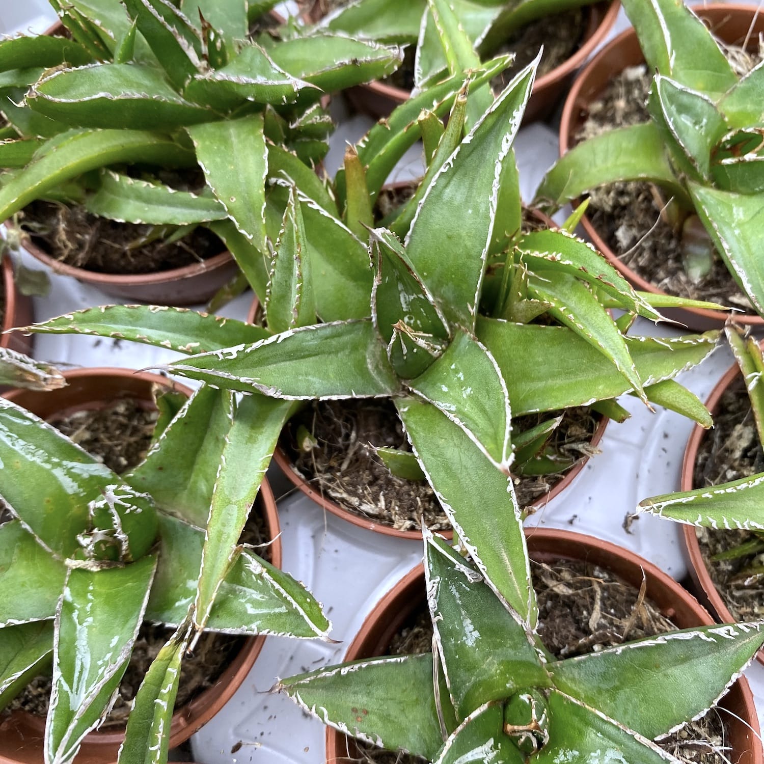 Agave victoriae-reginae