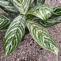 Aglaonema Golden Madonna XL