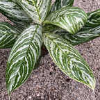 Aglaonema Golden Madonna XL