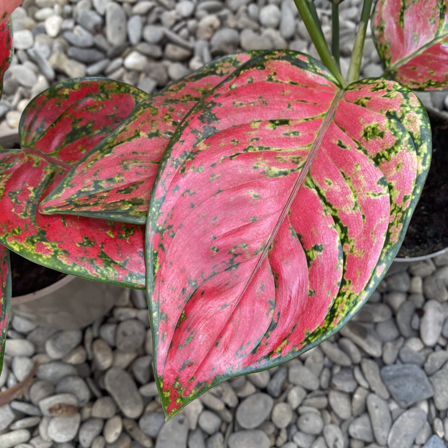 Aglaonema Anyamanee Red