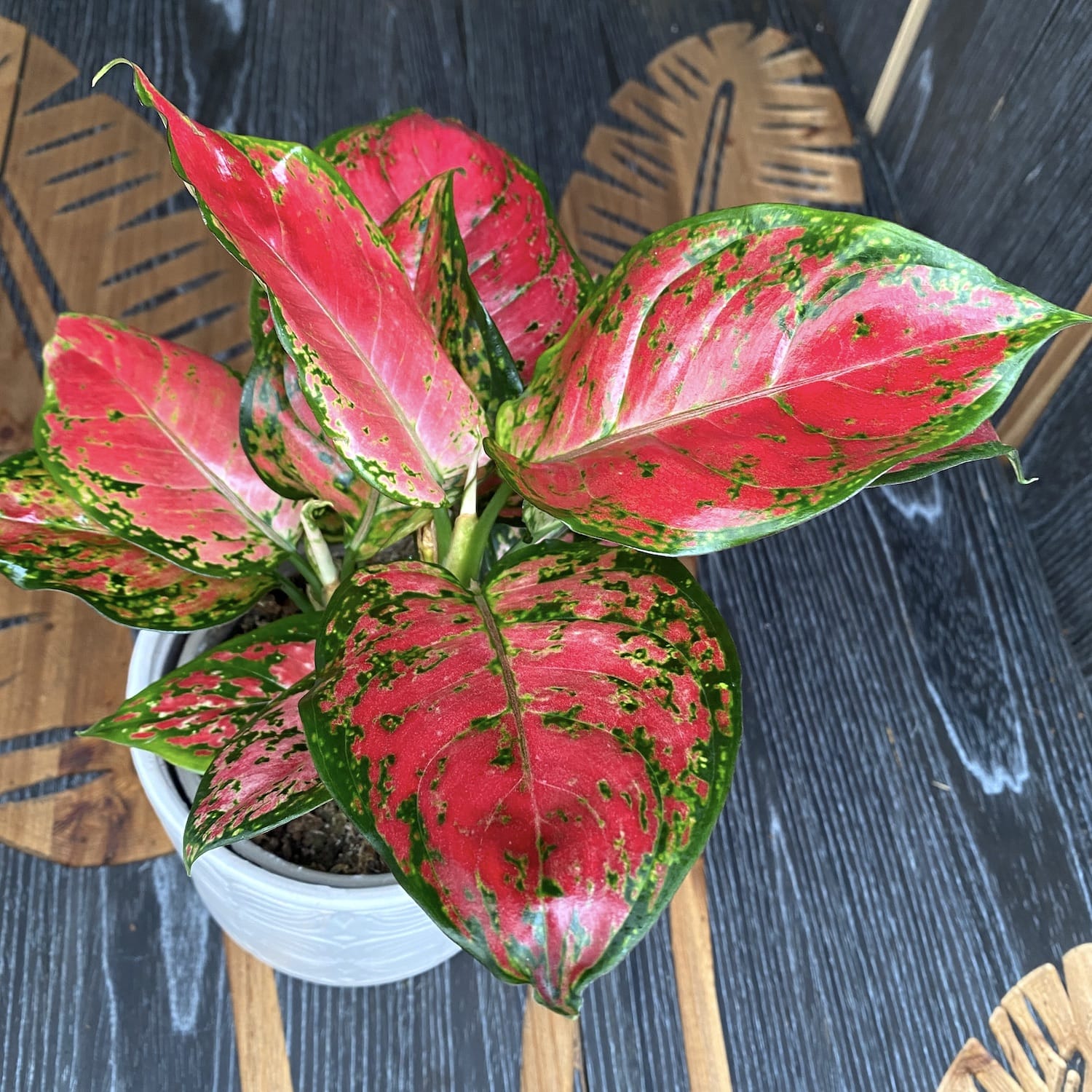 Aglaonema Anyamanee Red