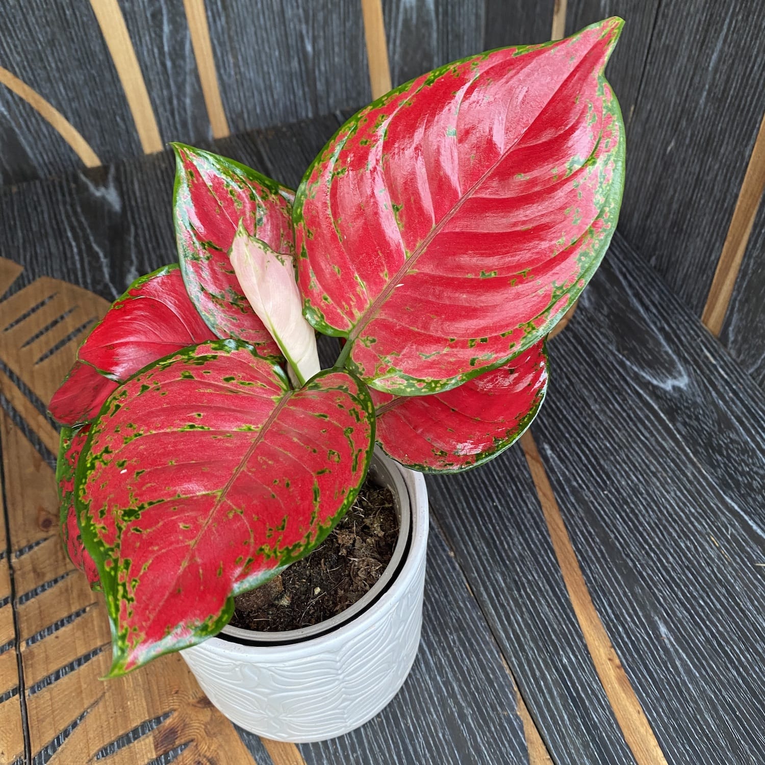 Aglaonema Anyamanee Red