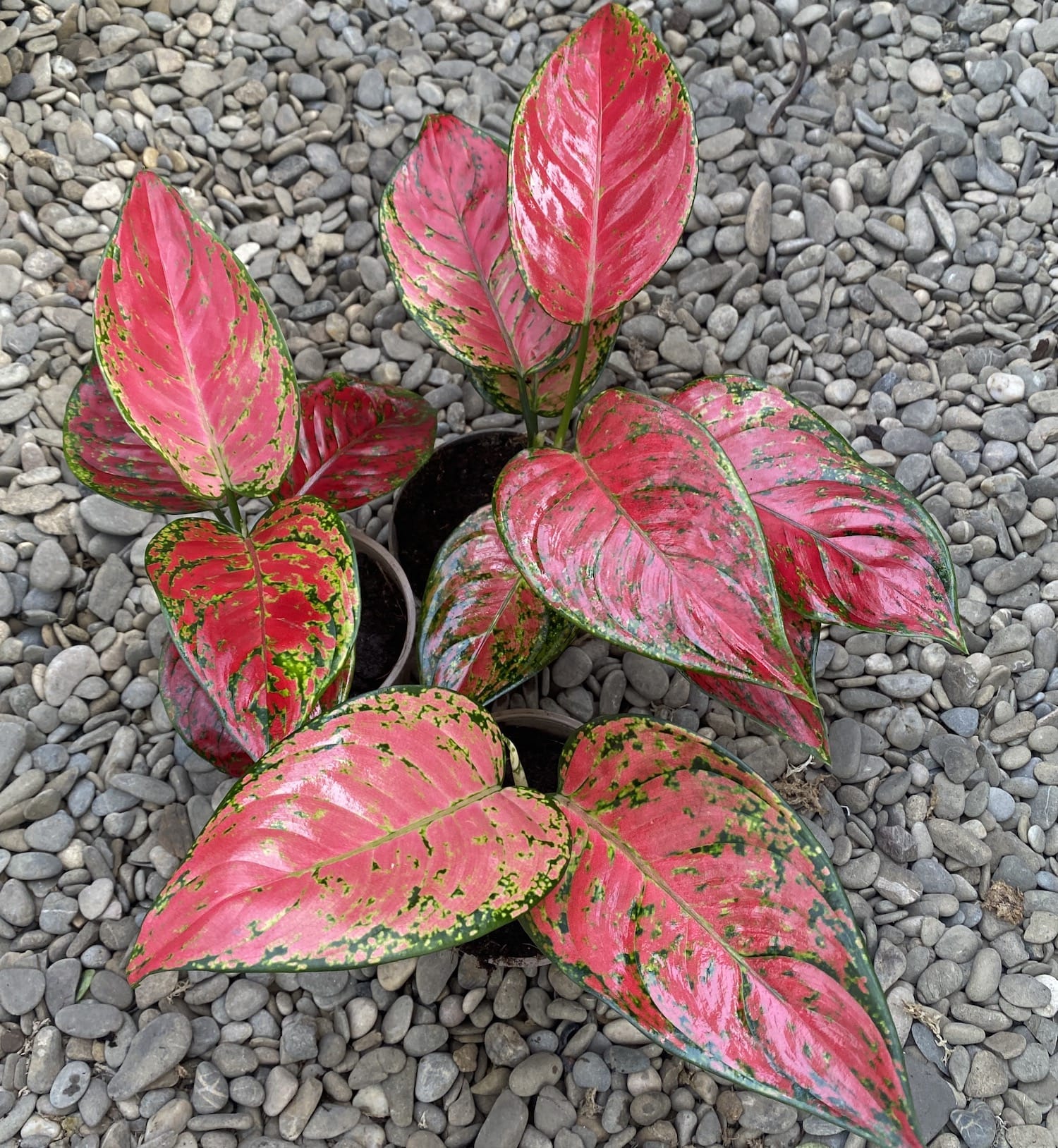 Aglaonema Anyamanee Red