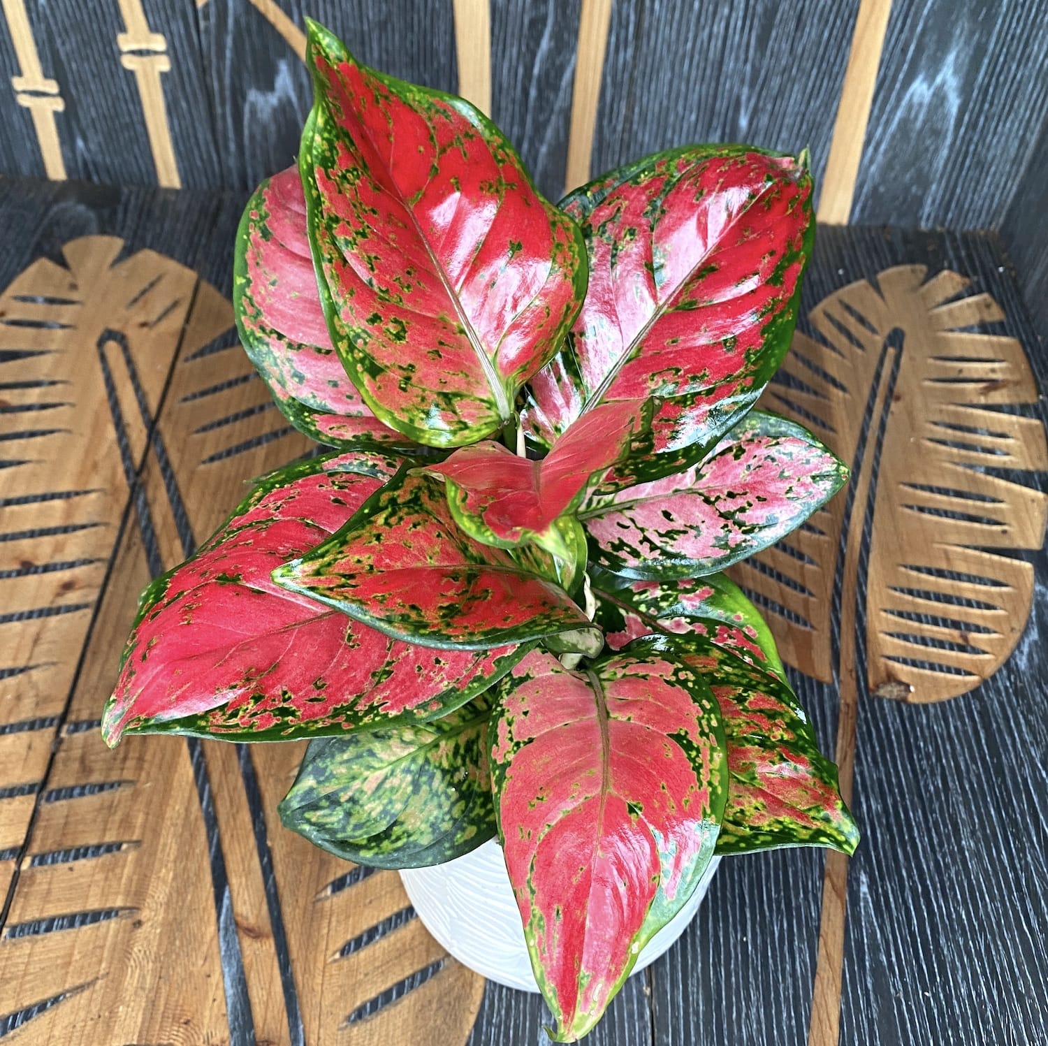 Aglaonema Anyamanee Red