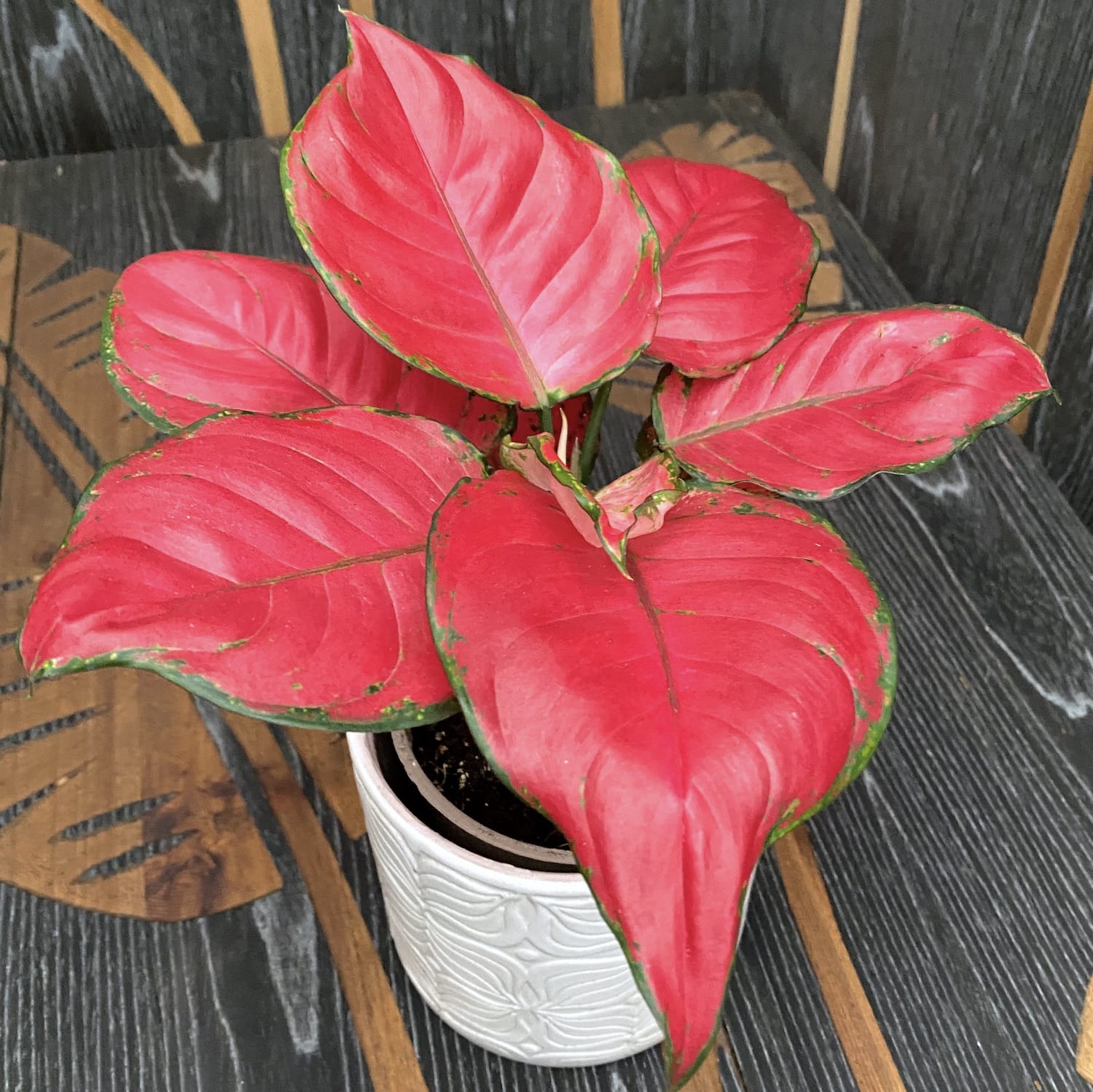 Aglaonema Anyamanee Red