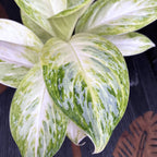Aglaonema 'Arctic Lime'