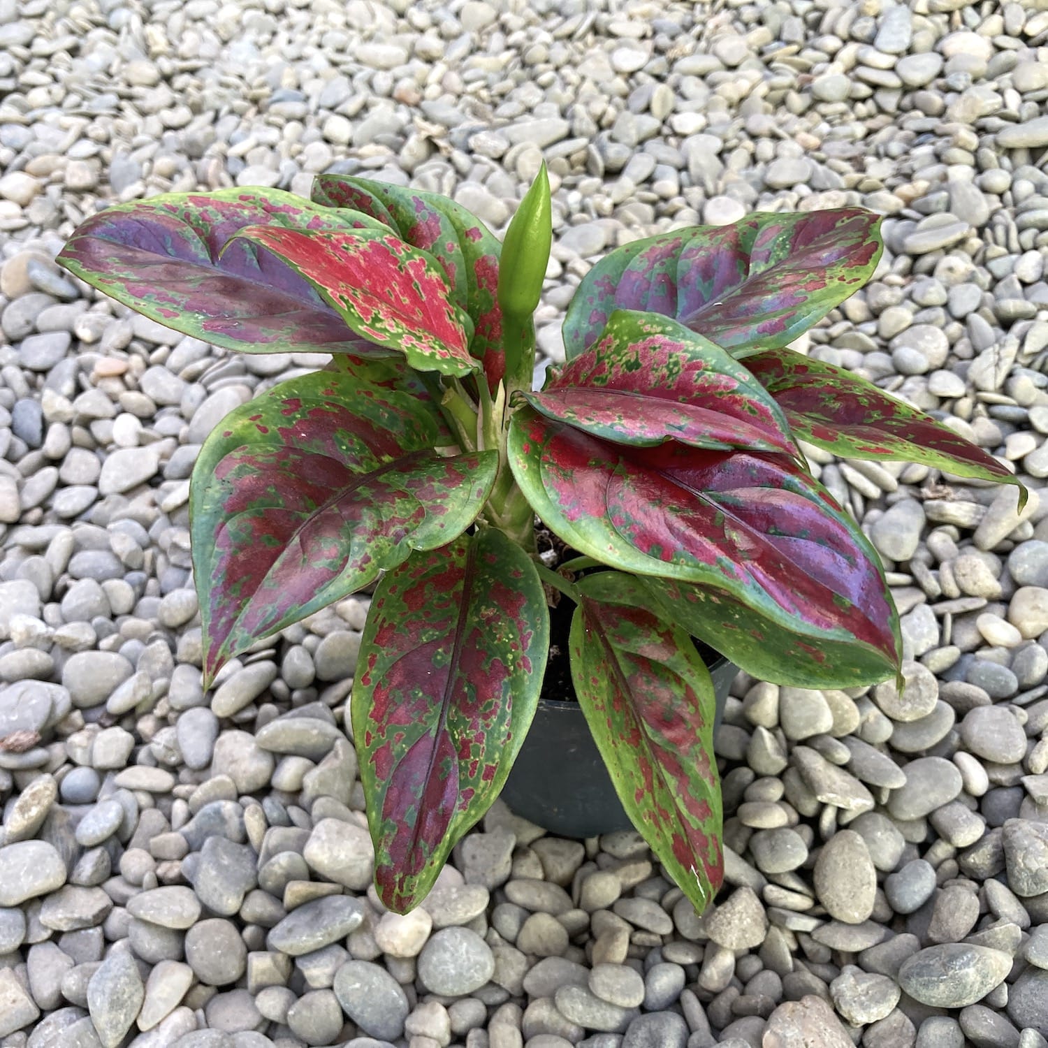 Aglaonema Black Anymanee