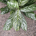 Aglaonema Golden Madonna XL
