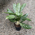 Aglaonema Golden Madonna XL