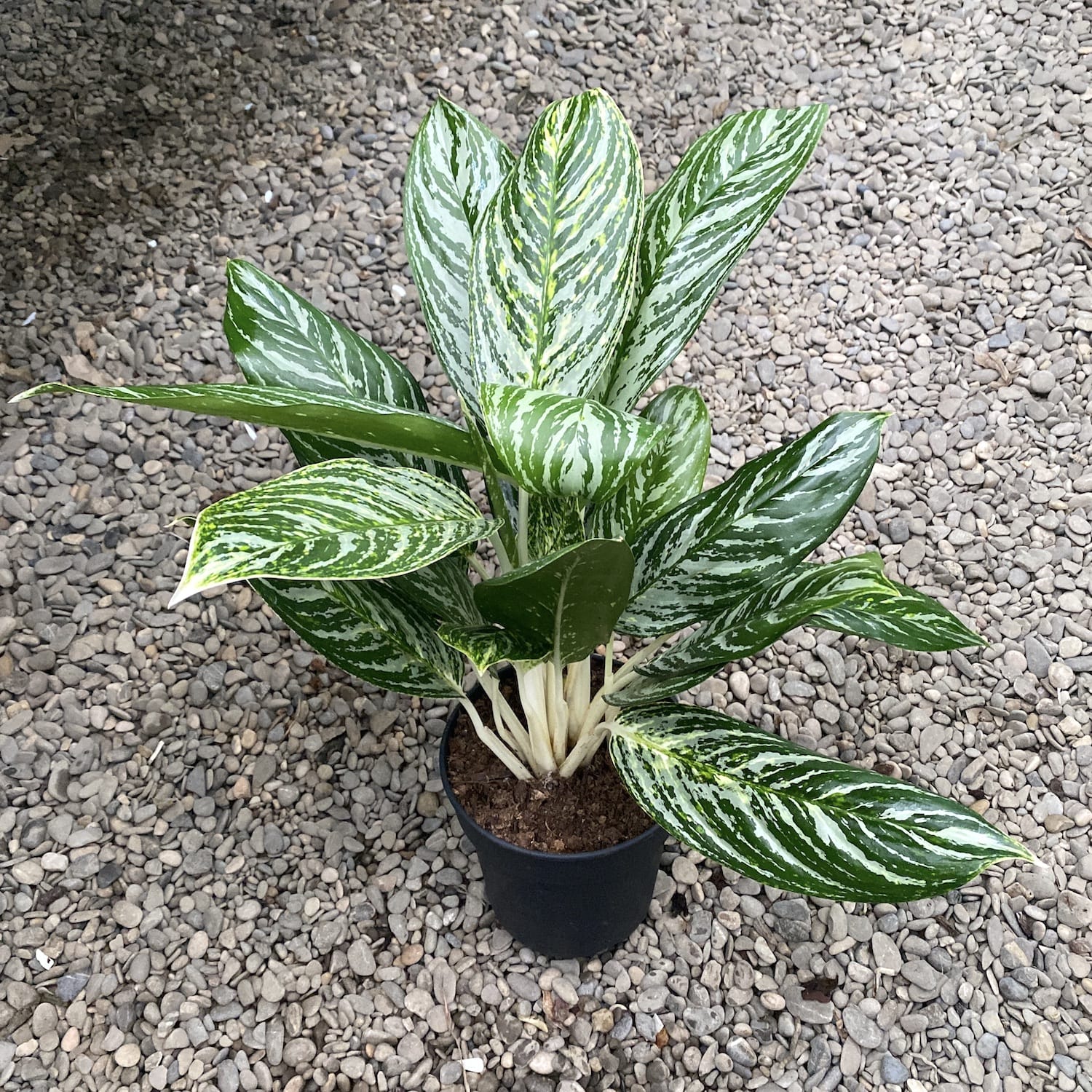 Aglaonema Golden Madonna XL