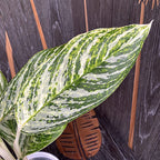 Aglaonema 'Arany Madonna'