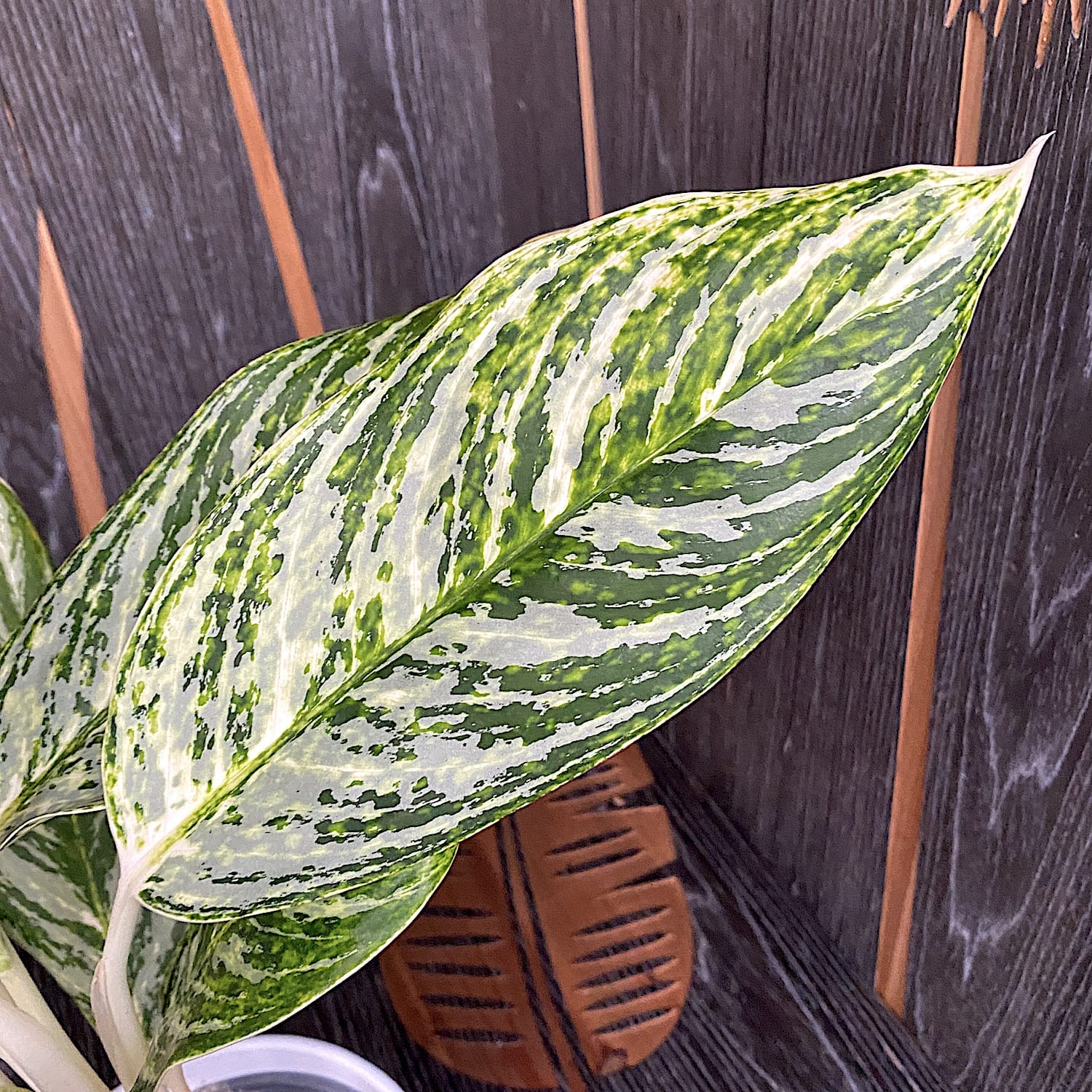 Aglaonema 'Golden Madonna'