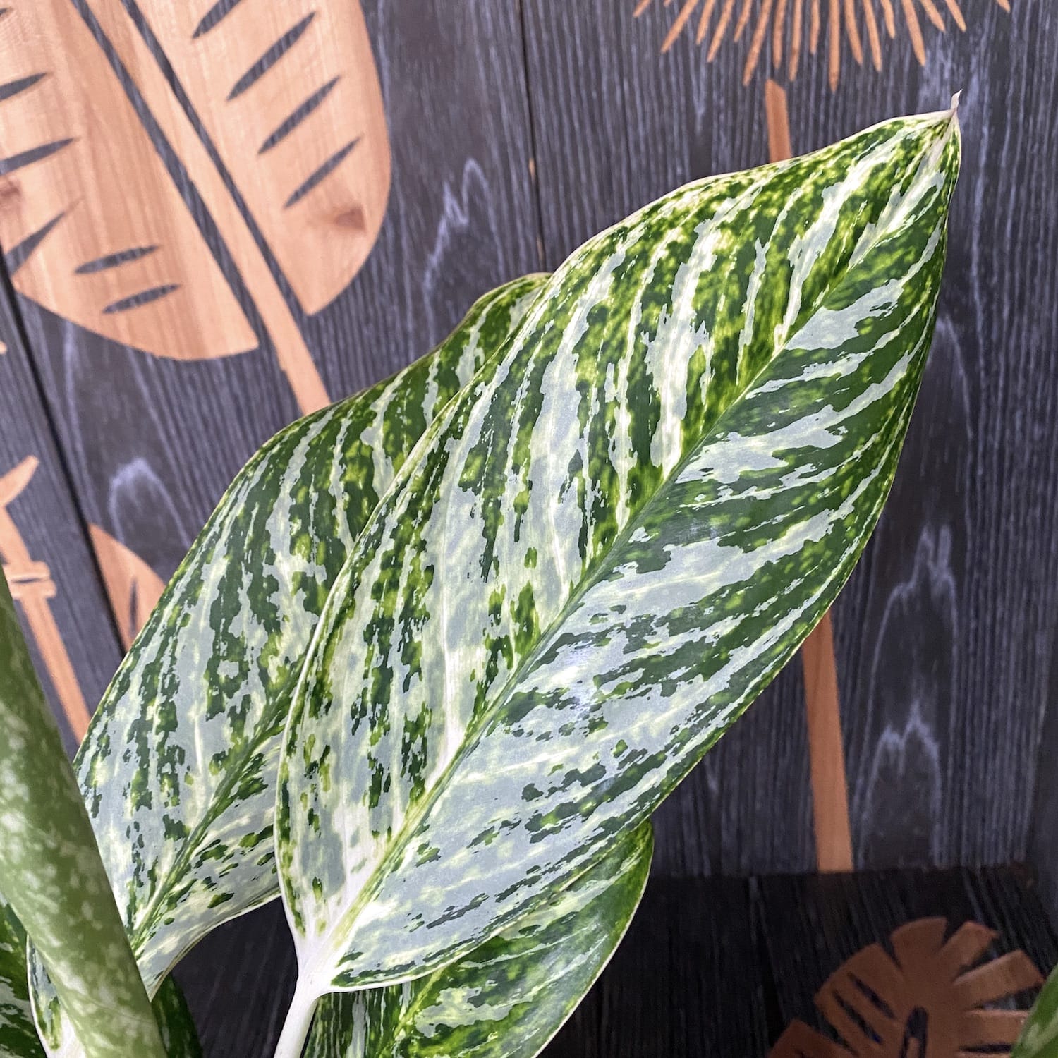 Aglaonema 'Golden Madonna'