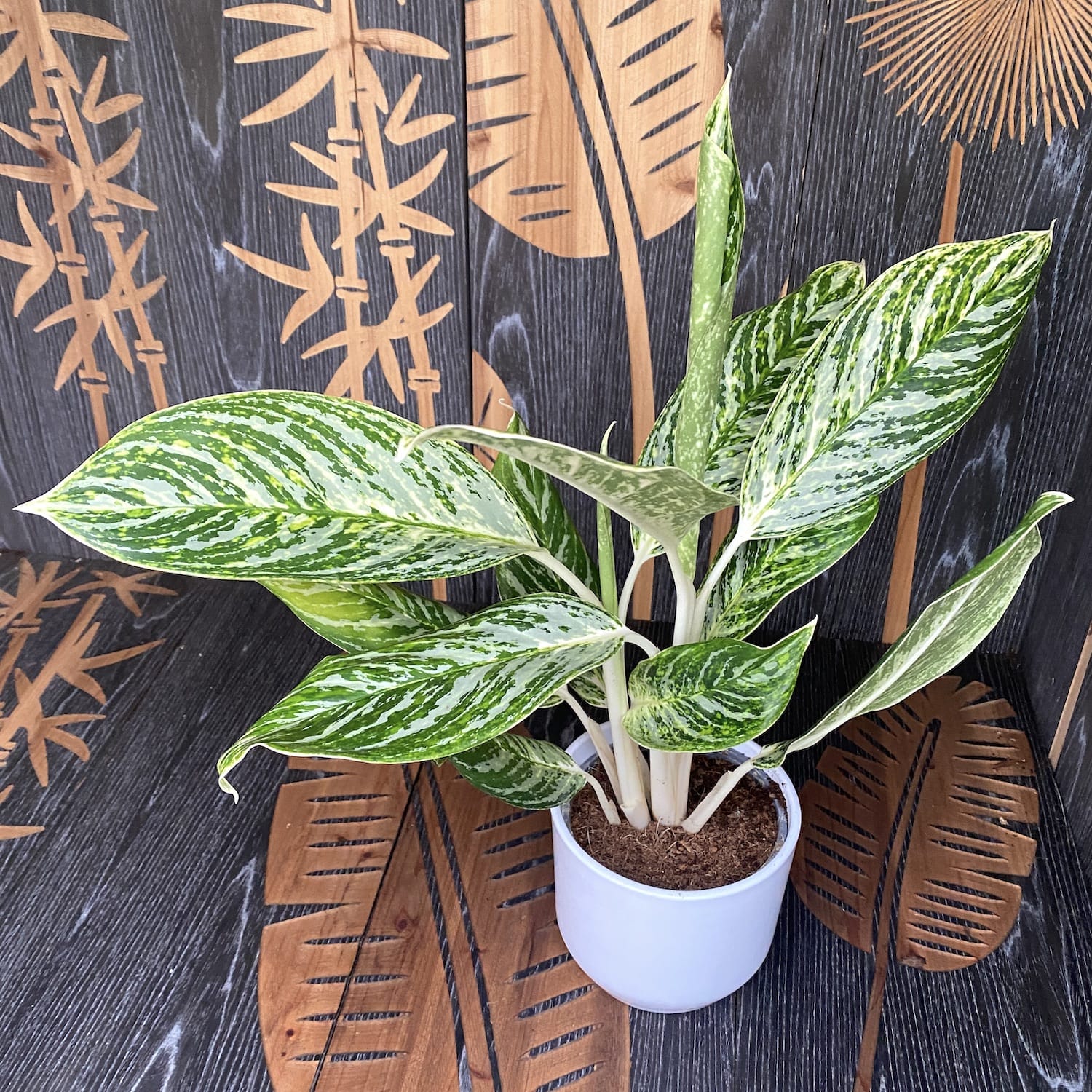 Aglaonema 'Golden Madonna'