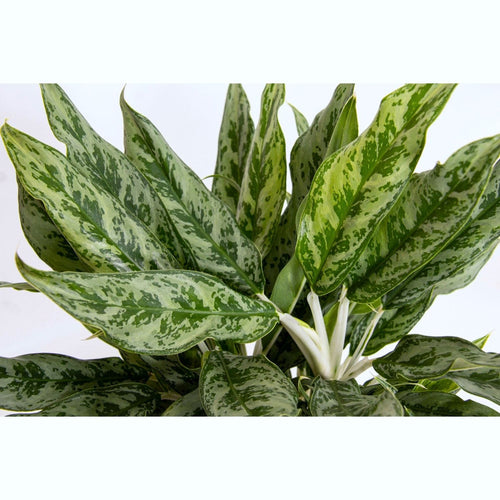 aglaonema greyhound Aglaonema 'Greyhound' 2 plants/pot – Secret Garden Plant Shop