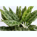 Aglaonema 'Greyhound' 2 plants/pot