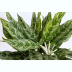 Aglaonema 'Greyhound' 2 plants/pot