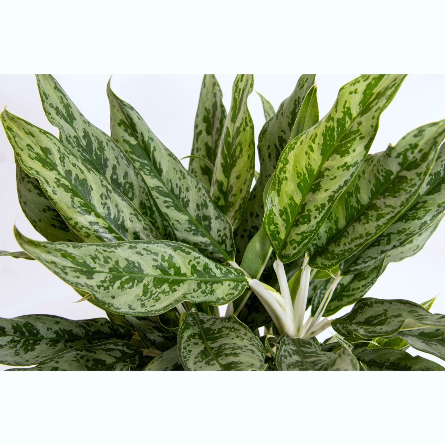 Aglaonema 'Greyhound' 2 plante/ghiveci