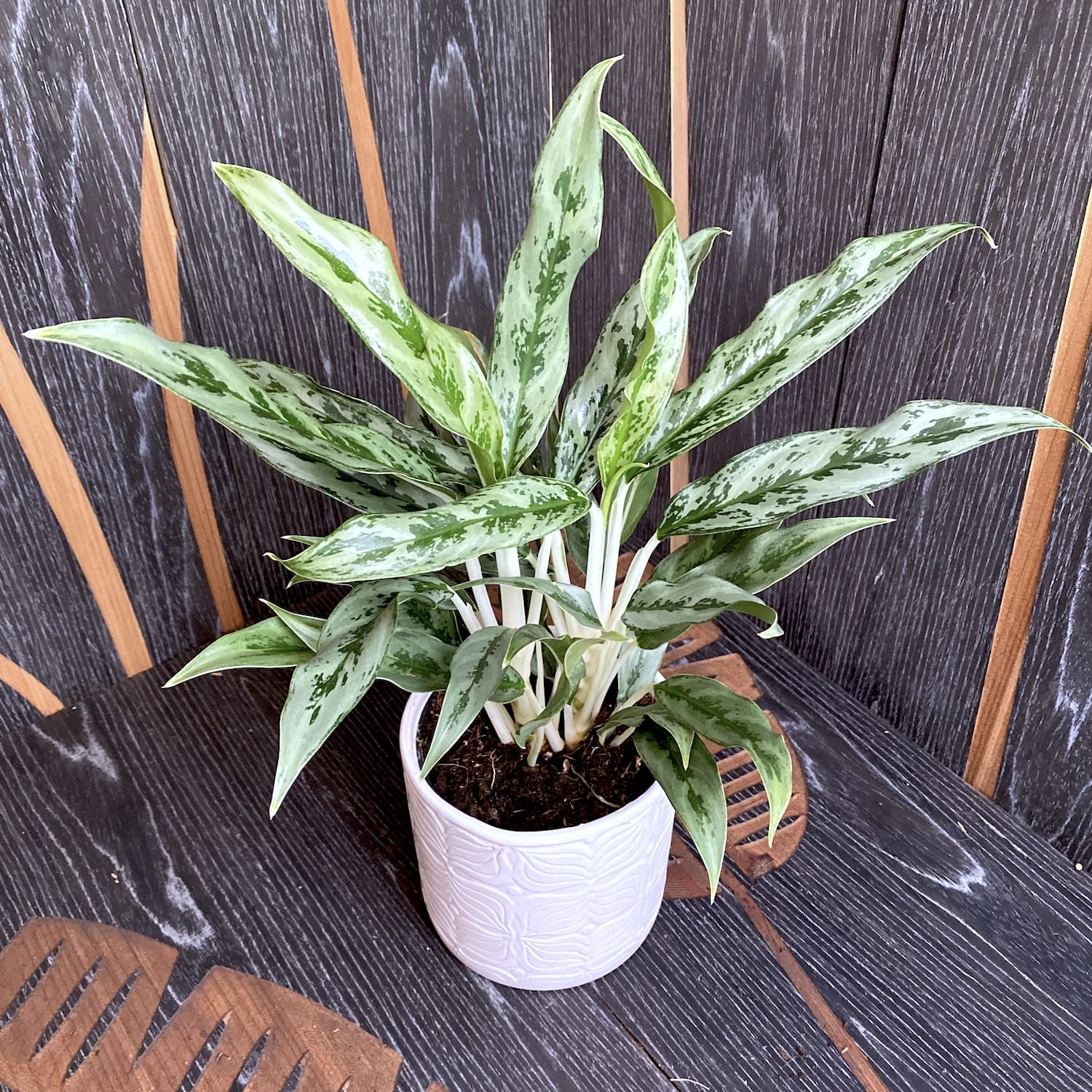 aglaonema greyhound Aglaonema 'Greyhound' 2 plants/pot – Secret Garden Plant Shop