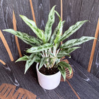 Aglaonema 'Greyhound' 2 plants/pot