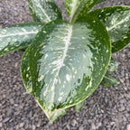 Aglaonema Milky Way