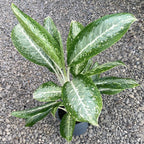 Aglaonema Milky Way