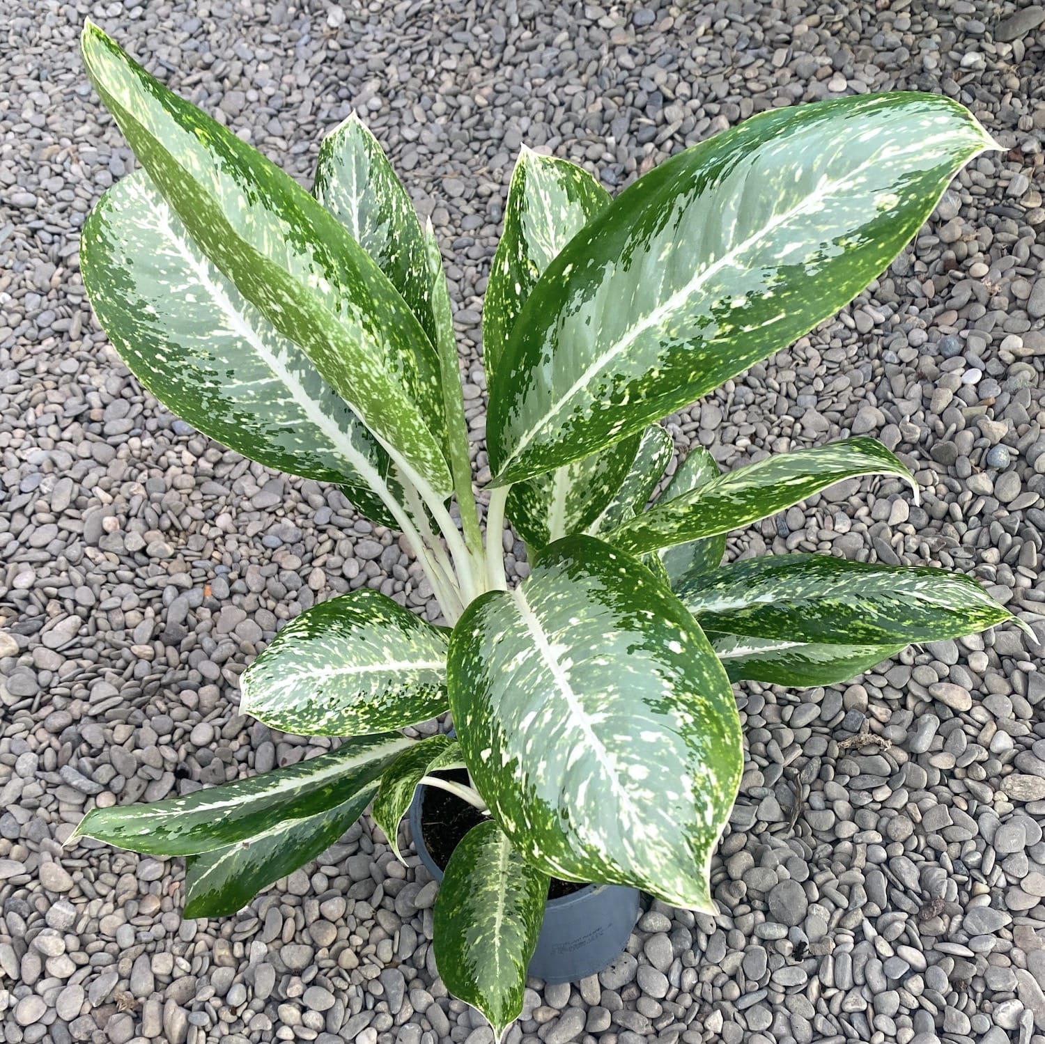 Aglaonema Milky Way