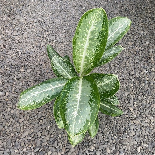 Aglaonema Milky Way