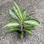 Aglaonema Milky Way