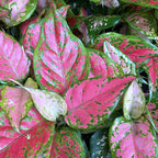 Aglaonema Pink Beauty