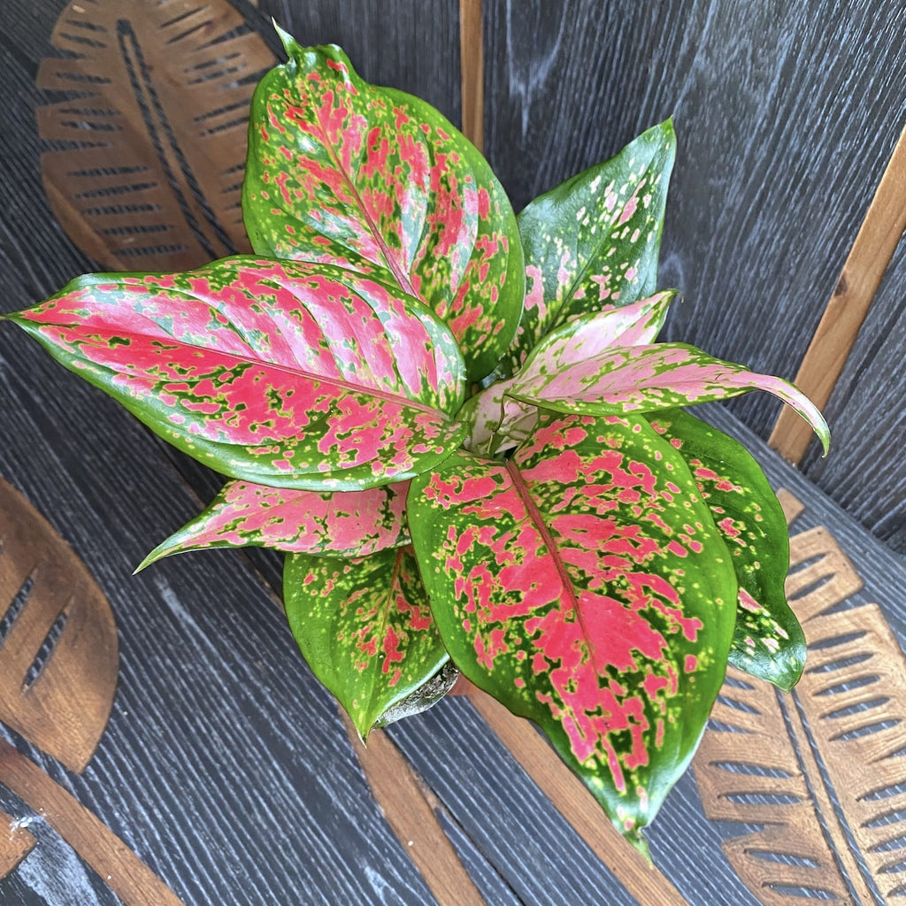 Aglaonema Pink Beauty