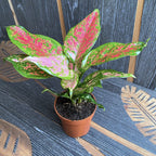 Aglaonema Pink Beauty