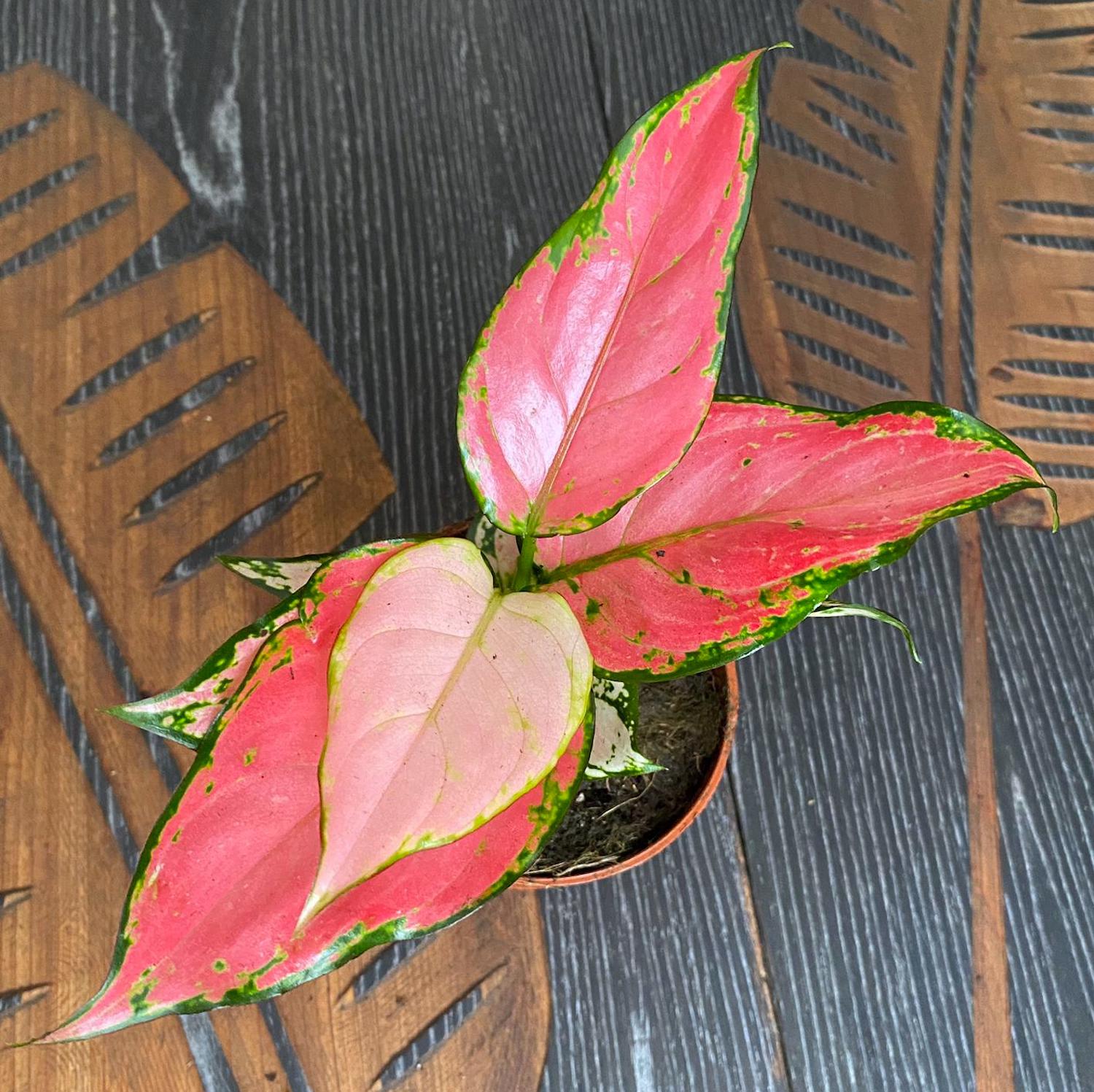 aglaonema pink beauty Aglaonema Pink Beauty – Secret Garden Plant Shop