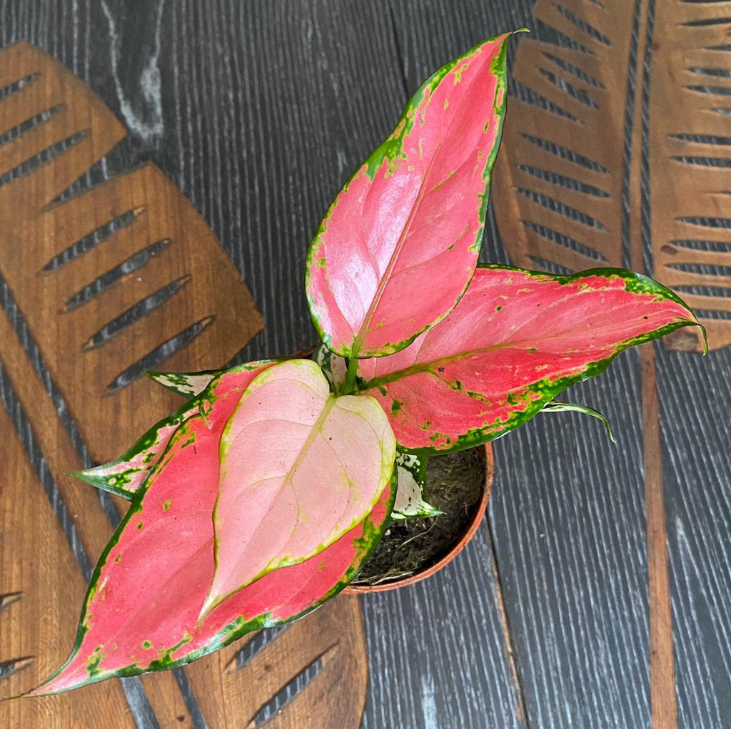Aglaonema Pink Beauty