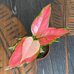 Aglaonema Pink Beauty