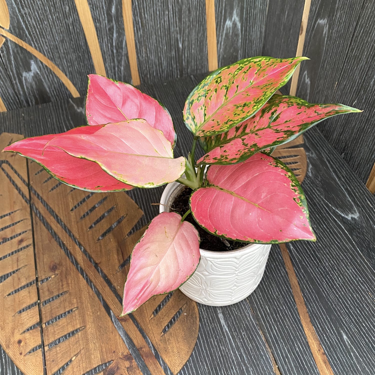 Aglaonema Pink Star
