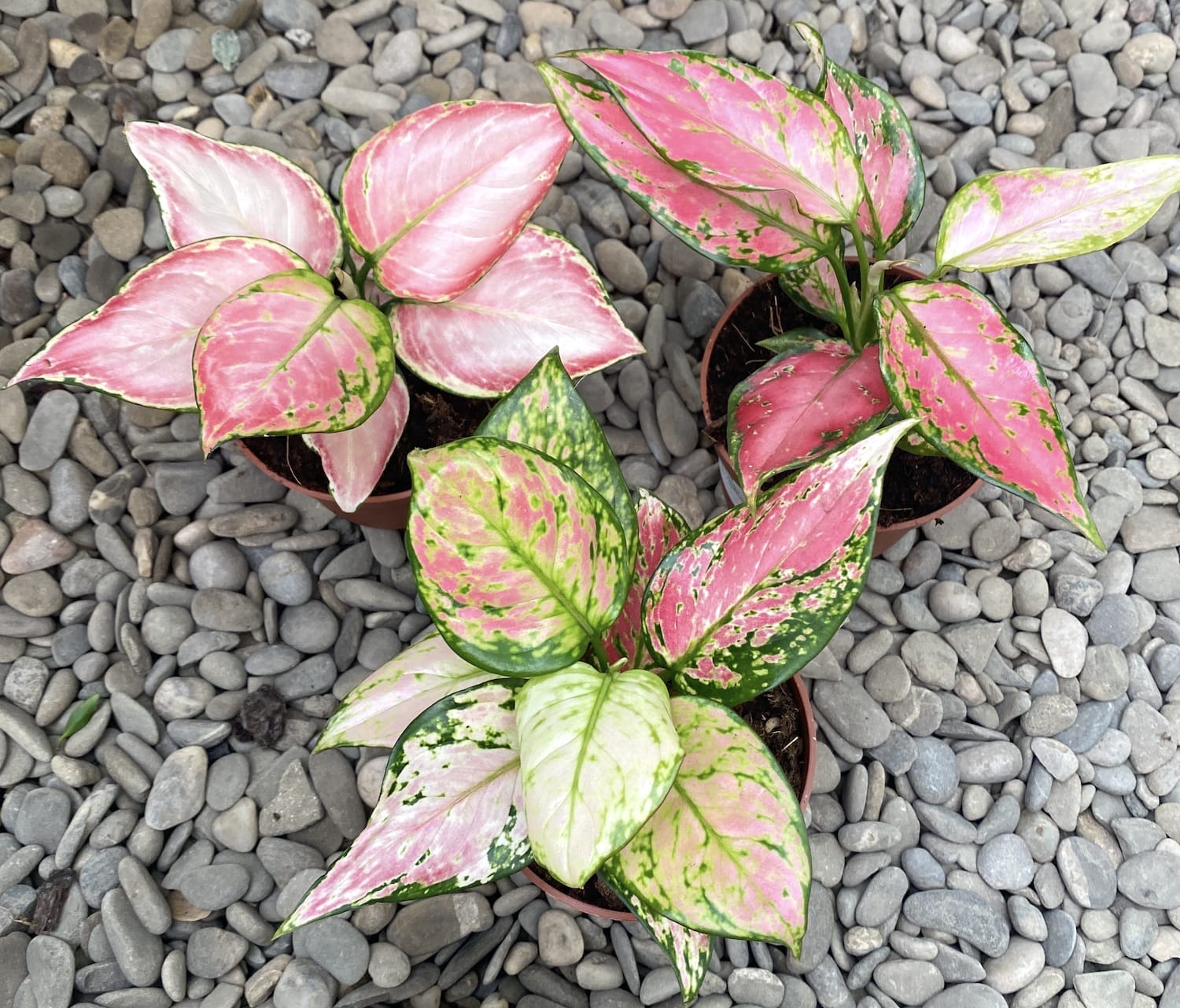 Aglaonema commutatum Red Zircon