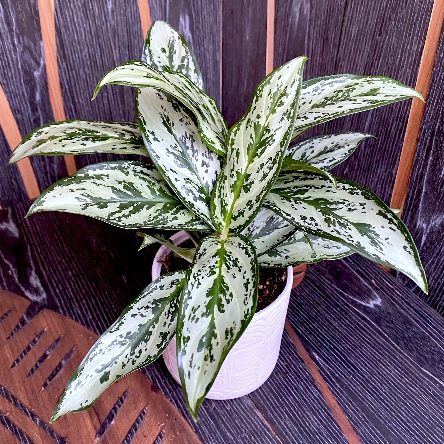Aglaonema Laurel Green