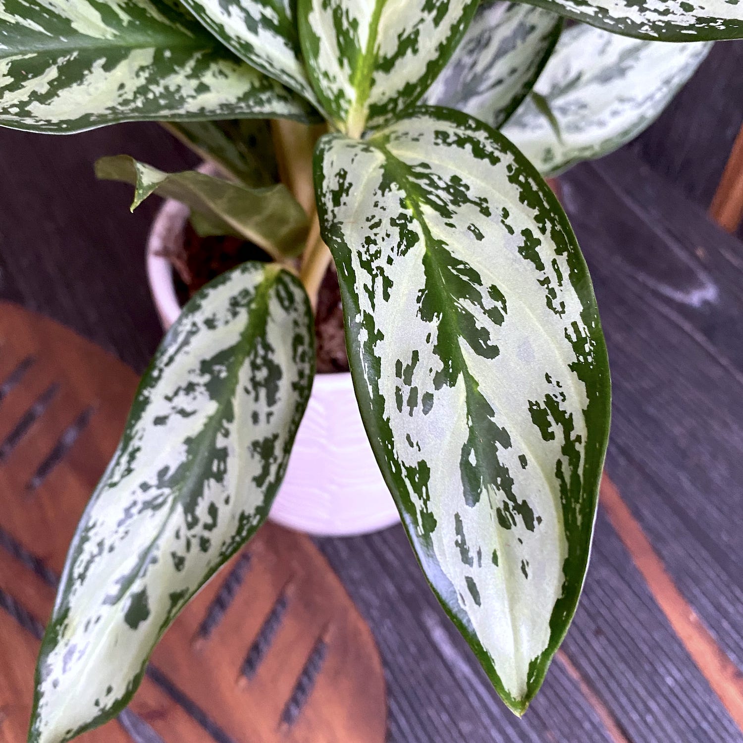 Aglaonema Laurel Green