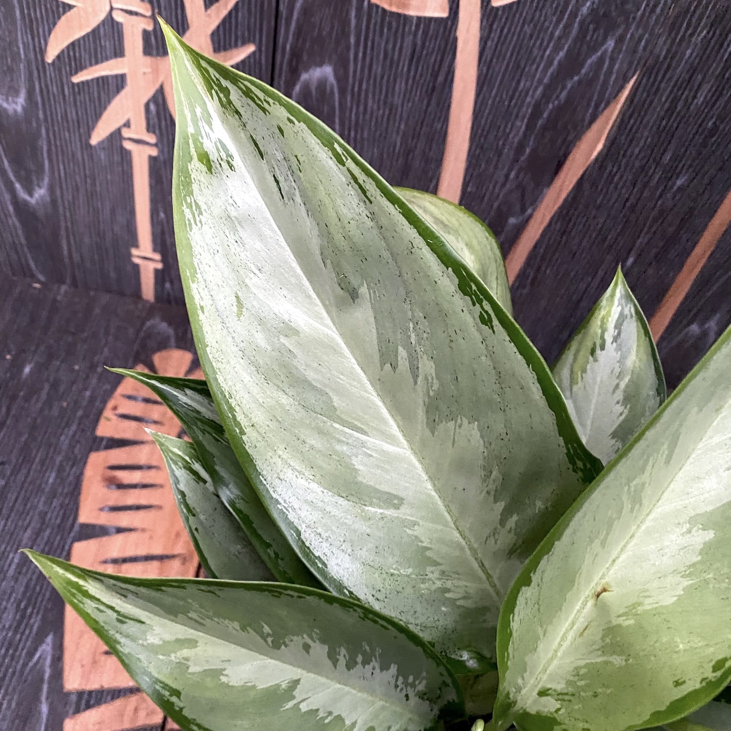Aglaonema 'Silverado' - 2 plante/ghiveci