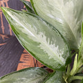 Aglaonema 'Silverado' - 2 plante/ghiveci