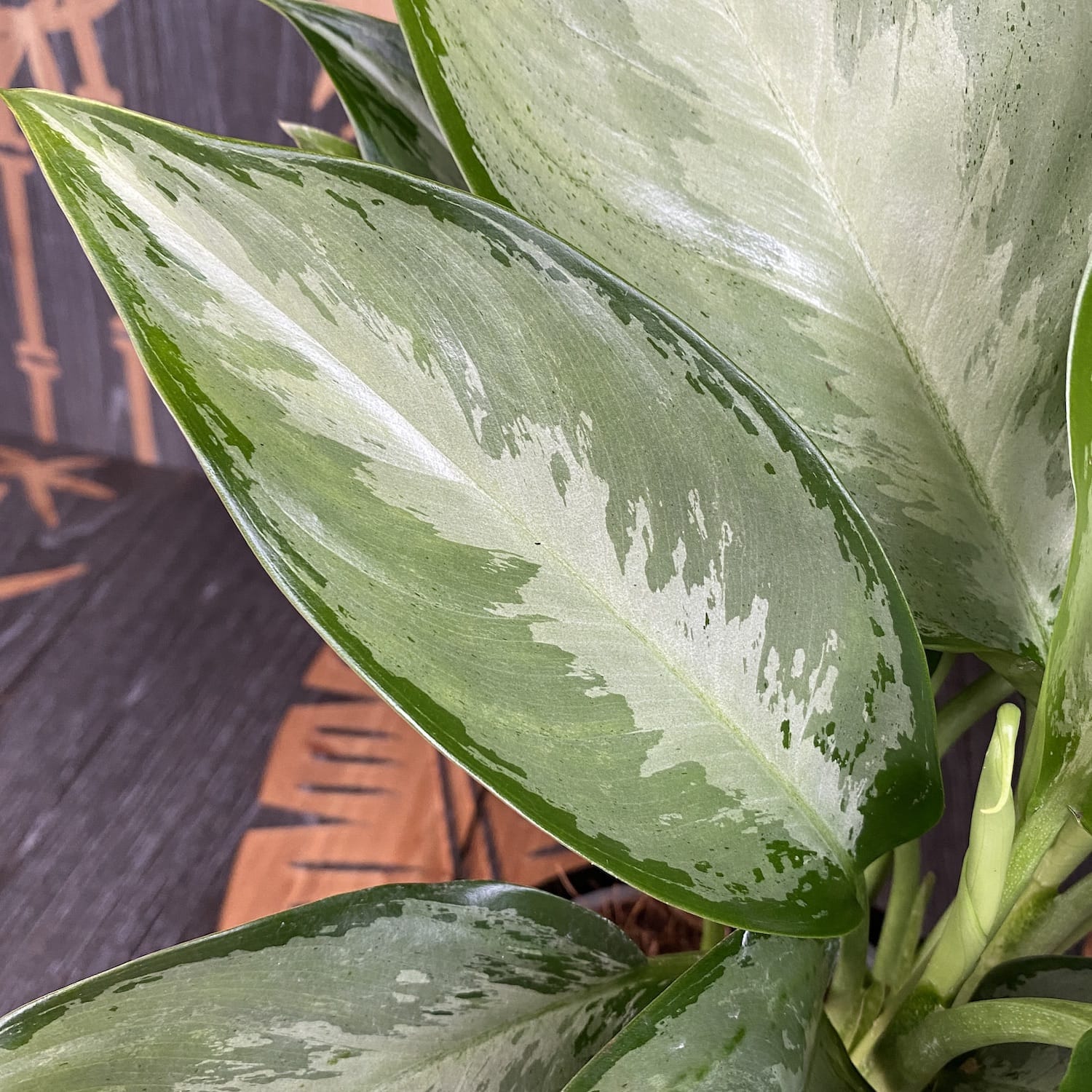 Aglaonema 'Silverado' - 2 plante/ghiveci