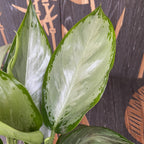 Aglaonema 'Silverado' - 2 plante/ghiveci