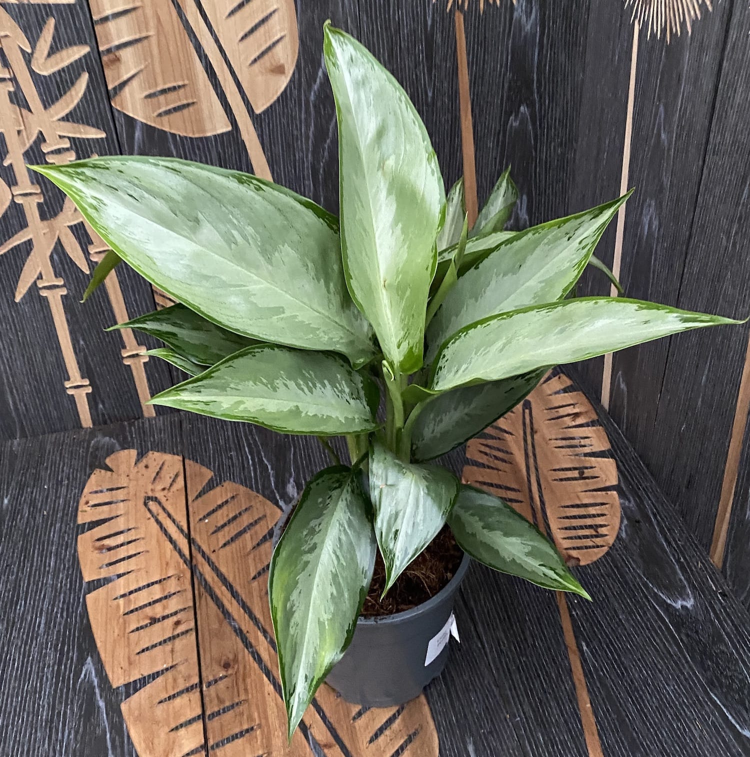Aglaonema 'Silverado' - 2 plante/ghiveci