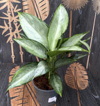 Aglaonema 'Silverado' - 2 plante/ghiveci